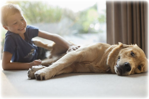 5 опасных заблуждений о дружбе ребенка и собаки!