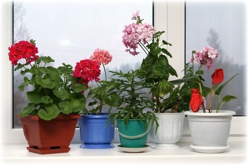 Нежелательные растения для детской комнаты.